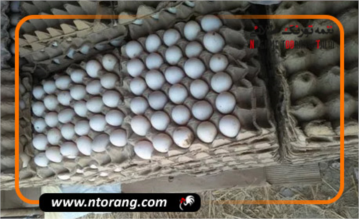 صادرات ۳۵۰۰ تُن تخم مرغ از قم به ارزش ۳.۴ میلیون دلار